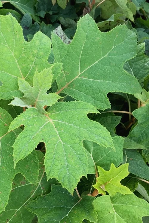 Alice Oakleaf Hydrangea - 3 Gallon Pot - Image 6