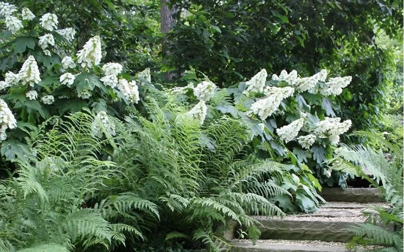 Alice Oakleaf Hydrangea - 3 Gallon Pot - Image 8