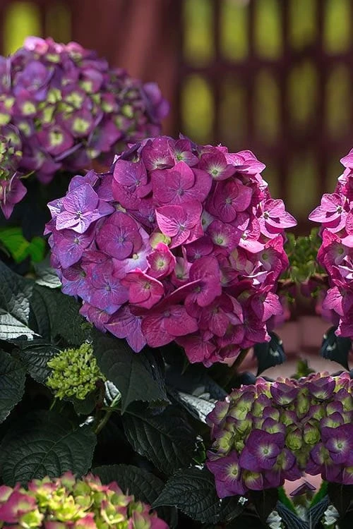 Summer Crush Endless Summer Hydrangea - 1 Gallon Pot - Image 5