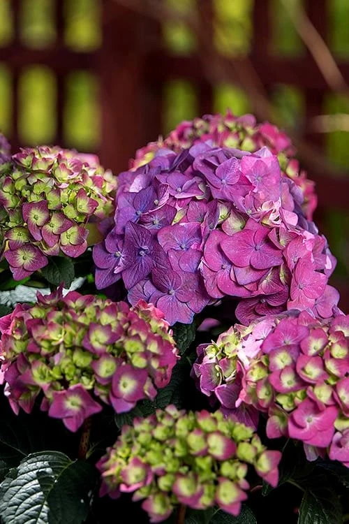 Summer Crush Endless Summer Hydrangea - 2 Gallon Pot - Image 8