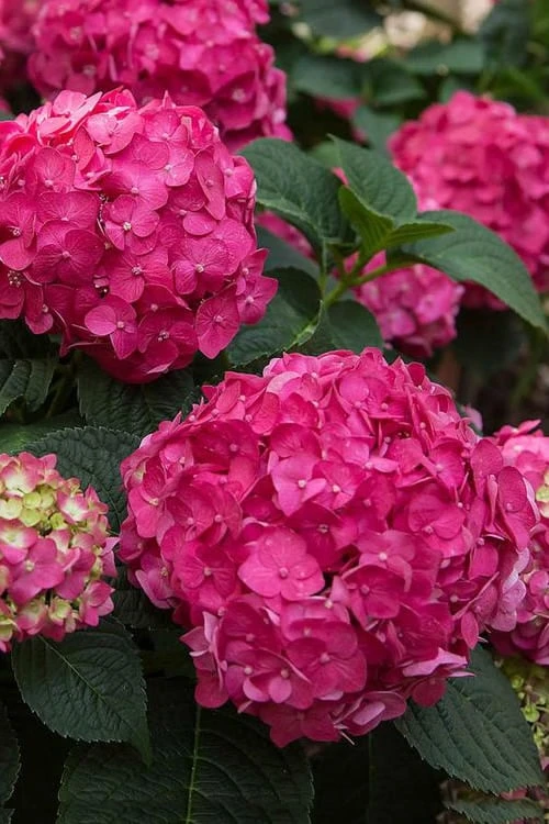 Summer Crush Endless Summer Hydrangea - 2 Gallon Pot - Image 4