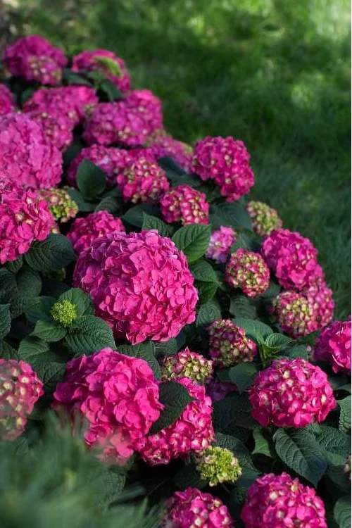 Summer Crush Endless Summer Hydrangea - 2 Gallon Pot - Image 6