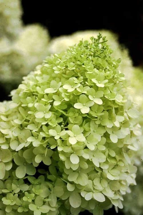 Limelight PeeGee Hydrangea - 7 Gallon Pot (3-4') - Image 4