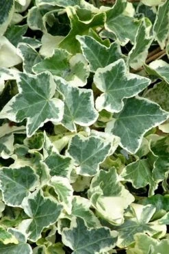 Anne Marie White Variegated Ivy (Hedera Helix) - 6 Pack Of 2.5" Pots