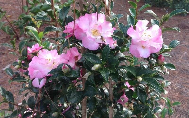 October Magic Orchid Camellia - 2 Gallon Pot - Image 5