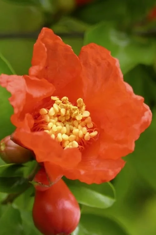 Salavatski Cold Hardy Russian Pomegranate - 3 Gallon Pot - Image 5