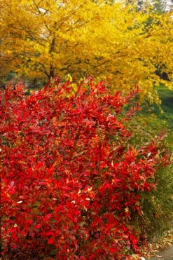 Brilliantissima Aronia (Red Chokeberry) - 3 Gallon Pot