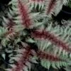 Regal Red Japanese Painted Fern - 6 Pack Of 1 Gallon Pots