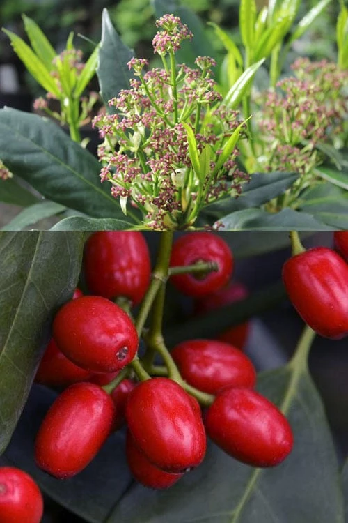 Sawtoothed Aucuba Serratifolia - 6 Pack Of 1 Gallon Pots - Image 7