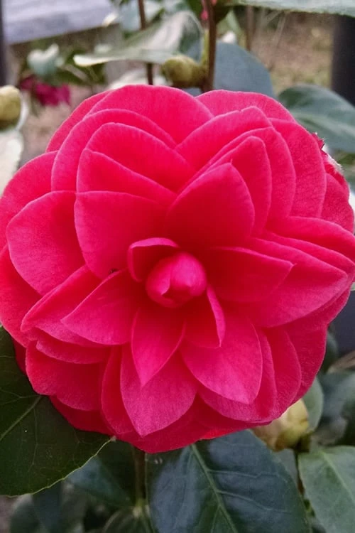 Glen 40 Camellia Japonica - 1 Gallon Pot - Image 6