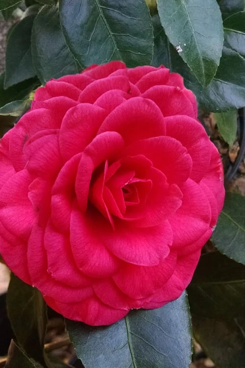 Glen 40 Camellia Japonica - 1 Gallon Pot - Image 4