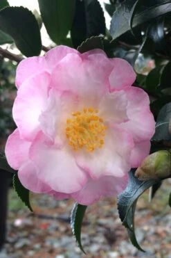 October Magic Orchid Camellia - 2 Gallon Pot