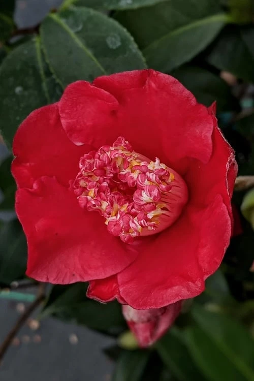 Tama Electra Camellia Japonica - 3 Gallon Pot - Image 4