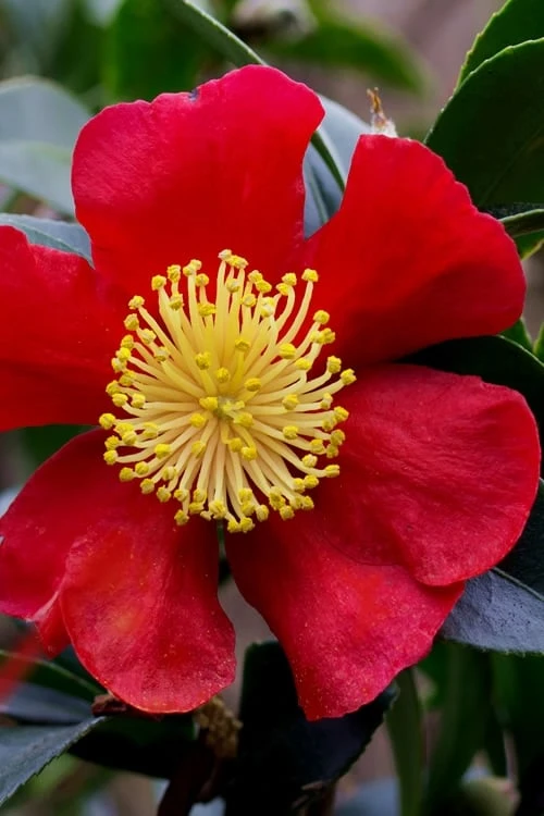 Yuletide Camellia Sasanqua - 7 Gallon Pot (3-4') - Image 8