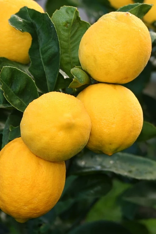 Meyer Lemon Tree (Citrus X Meyeri) - 5 Gallon Pot - Image 4