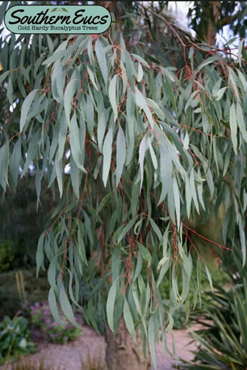 Angus Cold Hardy Eucalyptus Tree (Eucalyptus Nicholii) - Quart Pot - Image 8