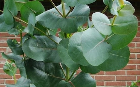 Big O Cold Hardy Eucalyptus Tree (Eucalyptus Neglecta) - 3 Quart Pot - Image 7
