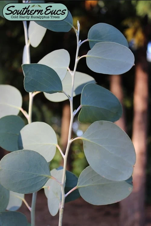 Mappa Tassie Cold Hardy Eucalyptus Tree (Eucalyptus Pauciflora) - 2 Gallon Pot