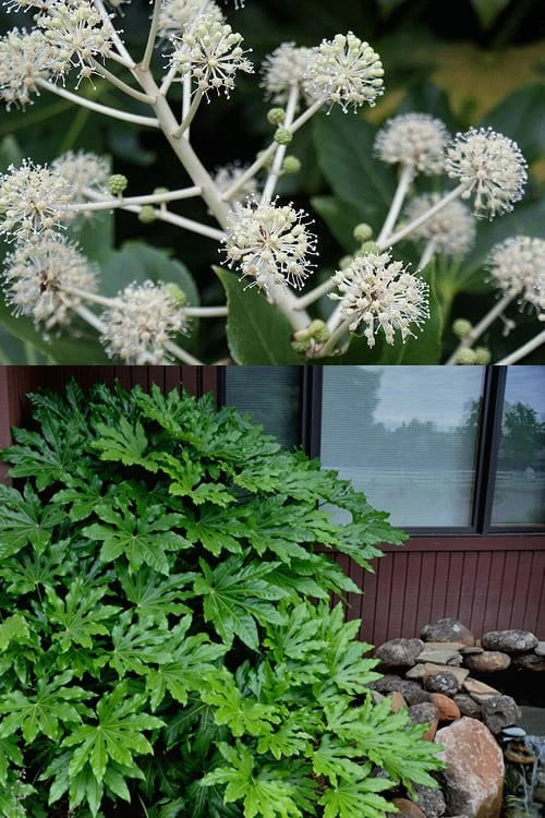 Fatsia Japonica - Japanese Aralia - Glossy Paper Plant - 1 Gallon Pot - Image 4