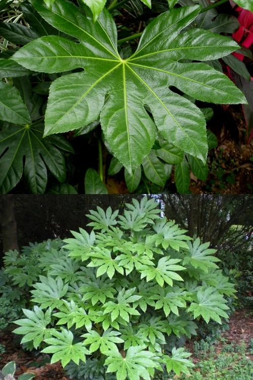 Fatsia Japonica - Japanese Aralia - Glossy Paper Plant - 5 Gallon Pot - Image 5