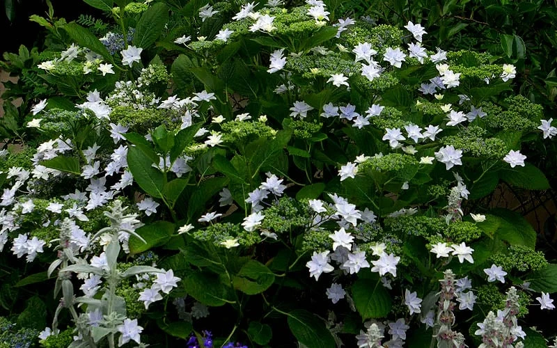 Fuji Waterfall Hydrangea - 3 Gallon Pot - Image 6
