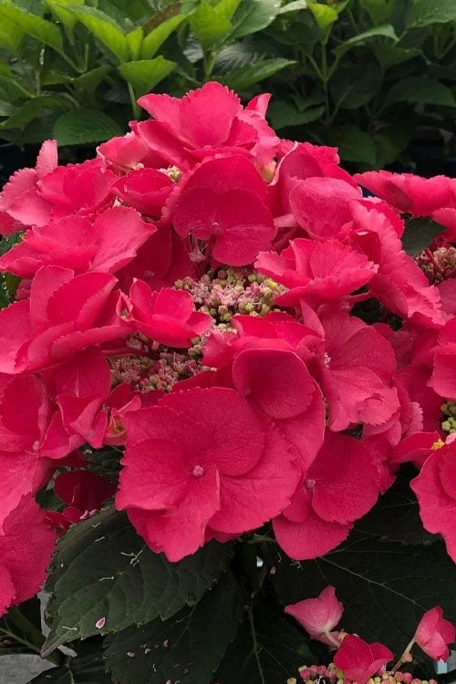 Cherry Explosion Hydrangea - 3 Gallon Pot - Image 4