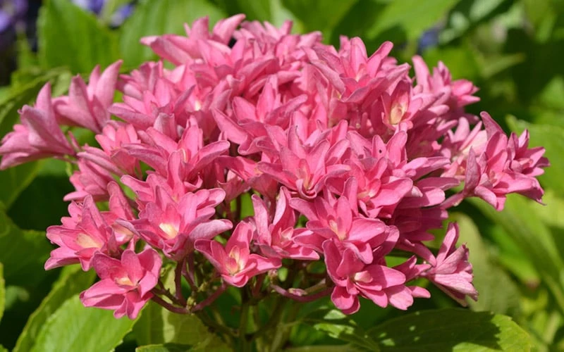 Princess Diana Hydrangea - 3 Gallon Pot - Image 6