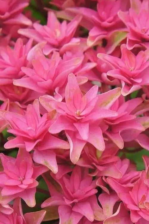 Princess Diana Hydrangea - 3 Gallon Pot - Image 9