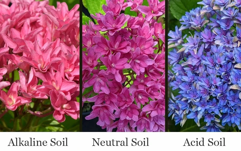 Princess Diana Hydrangea - 3 Gallon Pot - Image 4