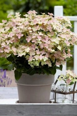 Early Evolution Hydrangea - 1 Gallon Pot