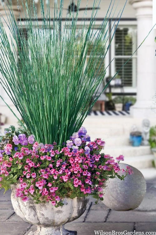 Elk's Blue California Gray Rush (Juncus Patens) - 1 Gallon Pot - Image 6