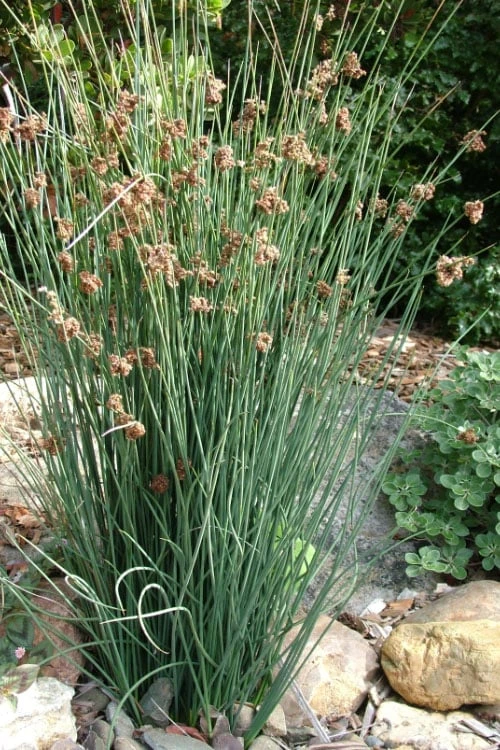 Elk's Blue California Gray Rush (Juncus Patens) - 1 Gallon Pot - Image 4