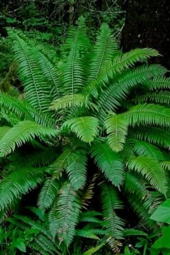 Western Sword Fern (Polystichum Munitum) - 1 Gallon Pot