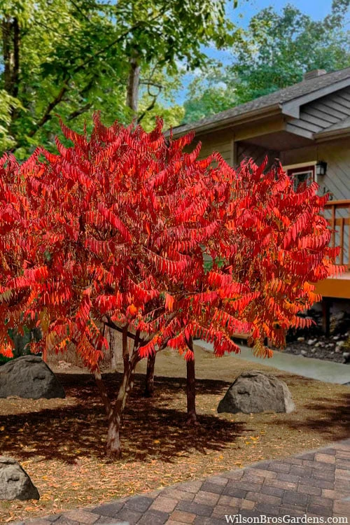 Staghorn Sumac (Rhus Typhina) - 1 Gallon Pot - Image 5