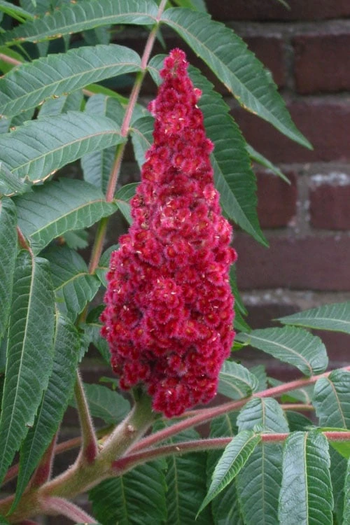 Staghorn Sumac (Rhus Typhina) - 1 Gallon Pot - Image 7