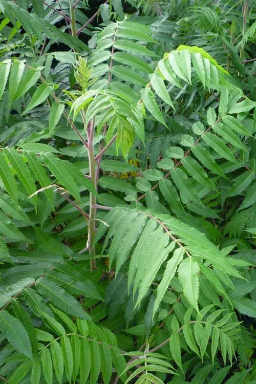 Staghorn Sumac (Rhus Typhina) - 1 Gallon Pot - Image 6