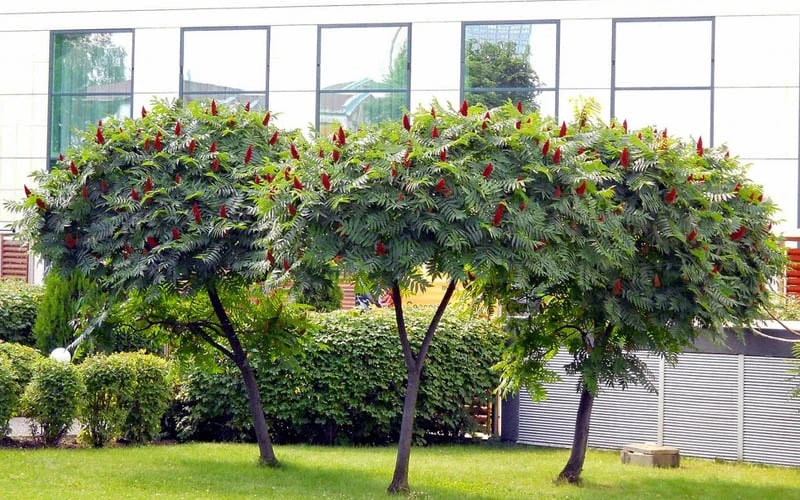 Staghorn Sumac (Rhus Typhina) - 1 Gallon Pot - Image 4