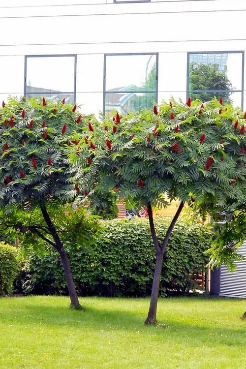 Staghorn Sumac (Rhus Typhina) - 1 Gallon Pot - Image 8